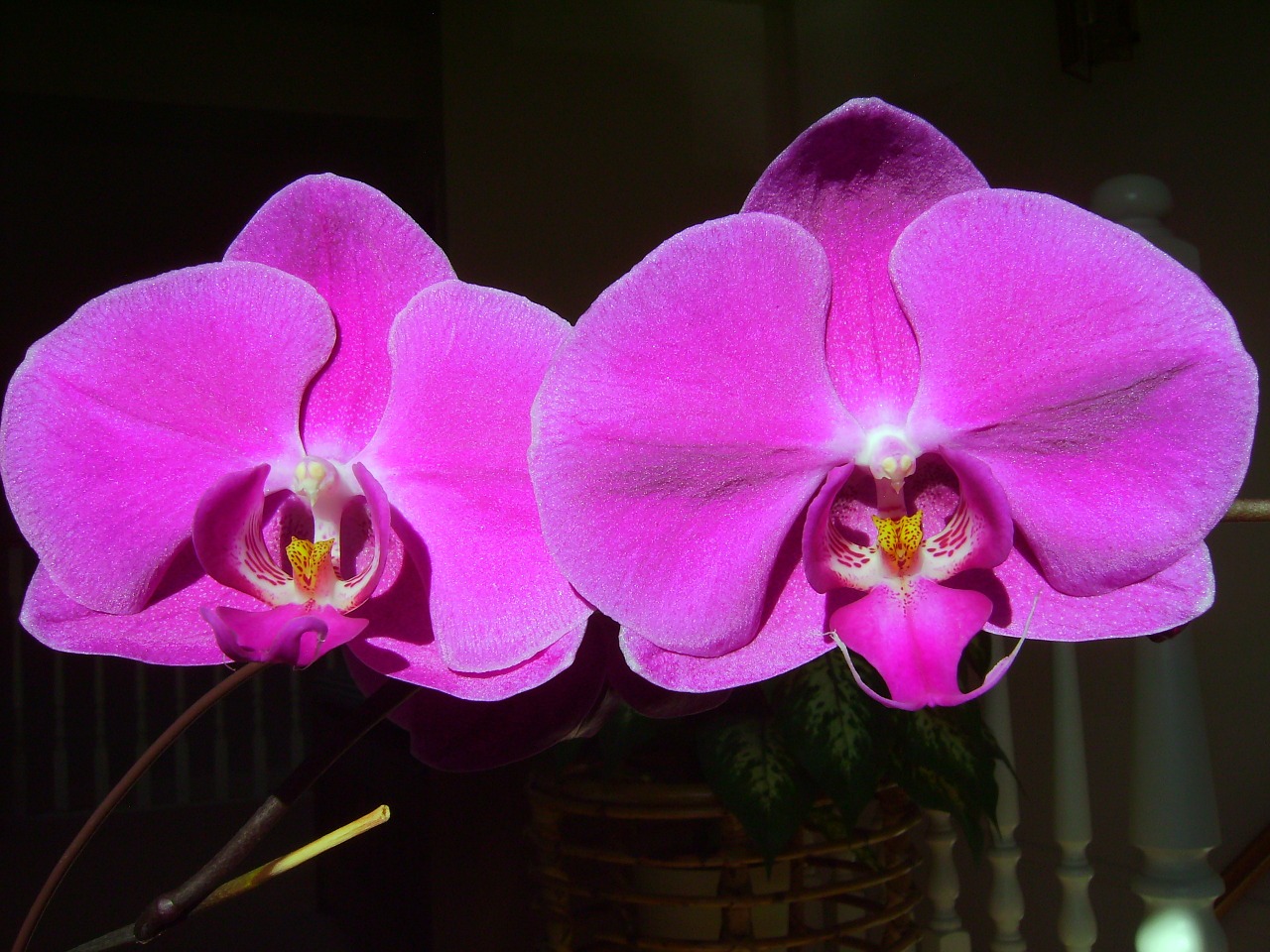 Orchidėja, Phalaenopsis, Meilė, Draugystė, Įsimylėti, Vaikystės Mylėtės, Nemokamos Nuotraukos,  Nemokama Licenzija