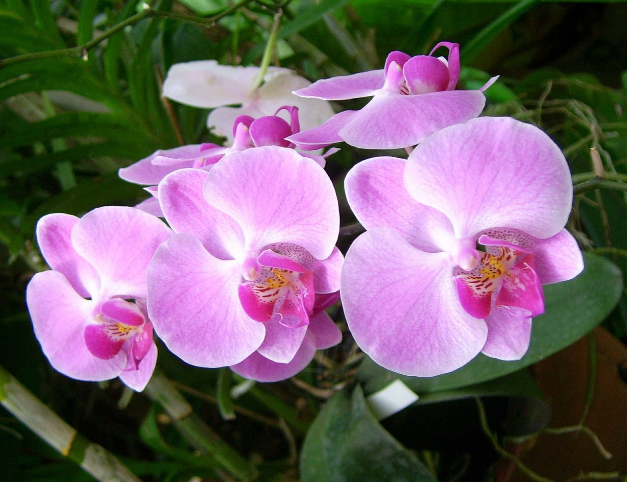 Orchidėja, Gėlė, Augalas, Gamta, Gražus, Gėlių, Rožinis, Atogrąžų, Flora, Nemokamos Nuotraukos