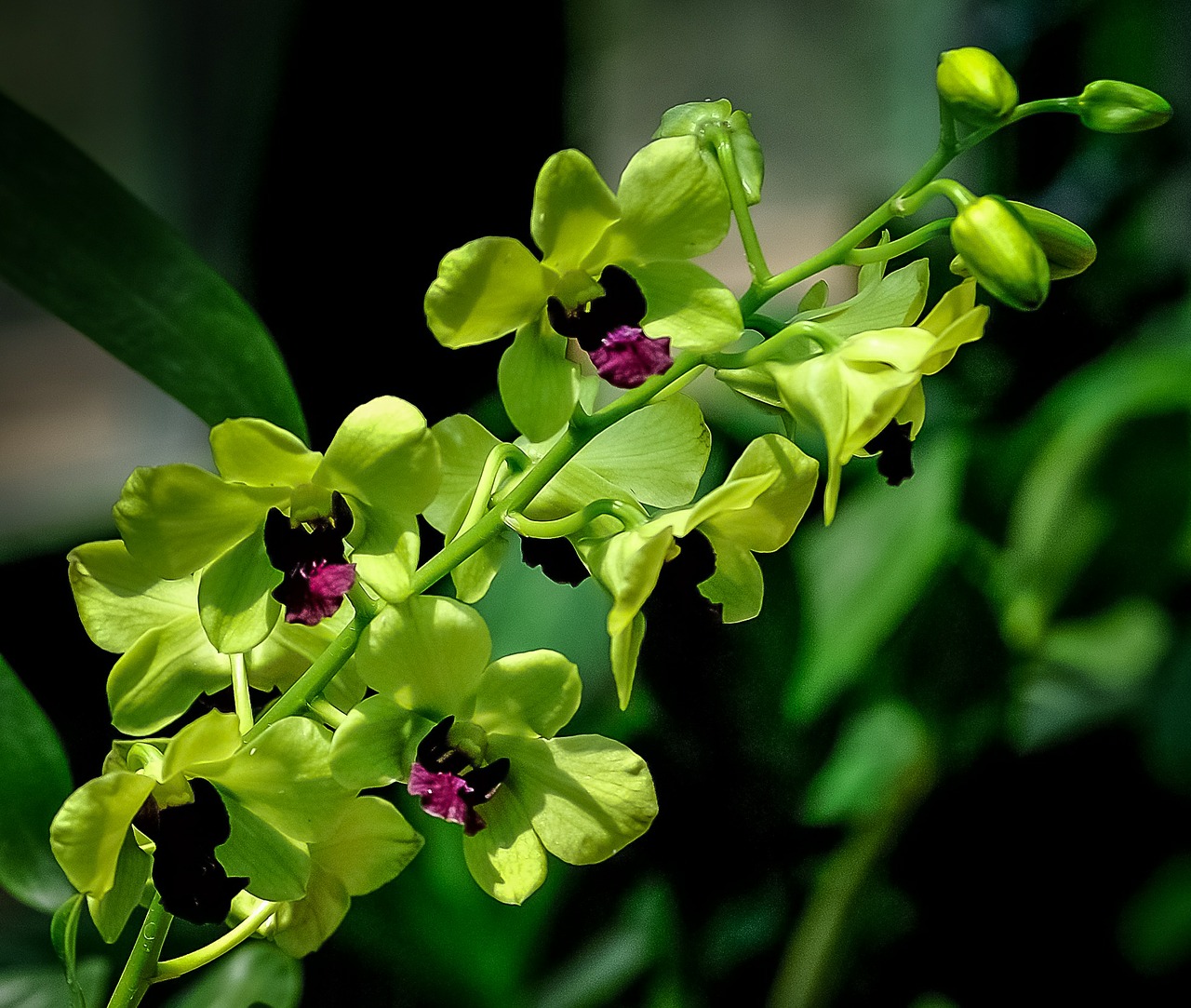 Orchidėja, Žalias, Violetinė, Violetinė, Gėlė, Grožis, Gamta, Atogrąžų, Gėlių, Žiedas