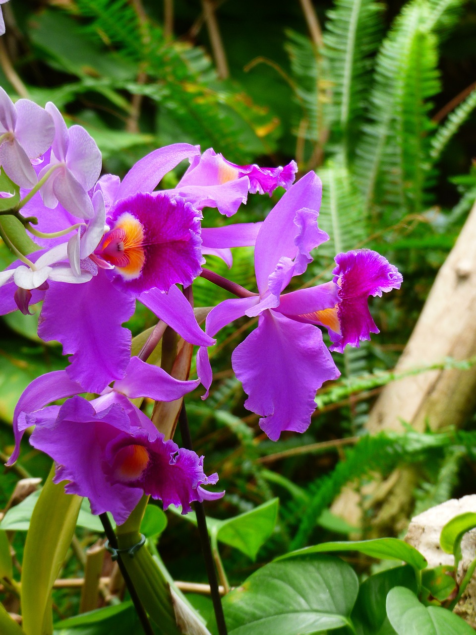 Orchidėja, Violetinė, Žiedas, Žydėti, Gėlė, Gėlės, Nemokamos Nuotraukos,  Nemokama Licenzija