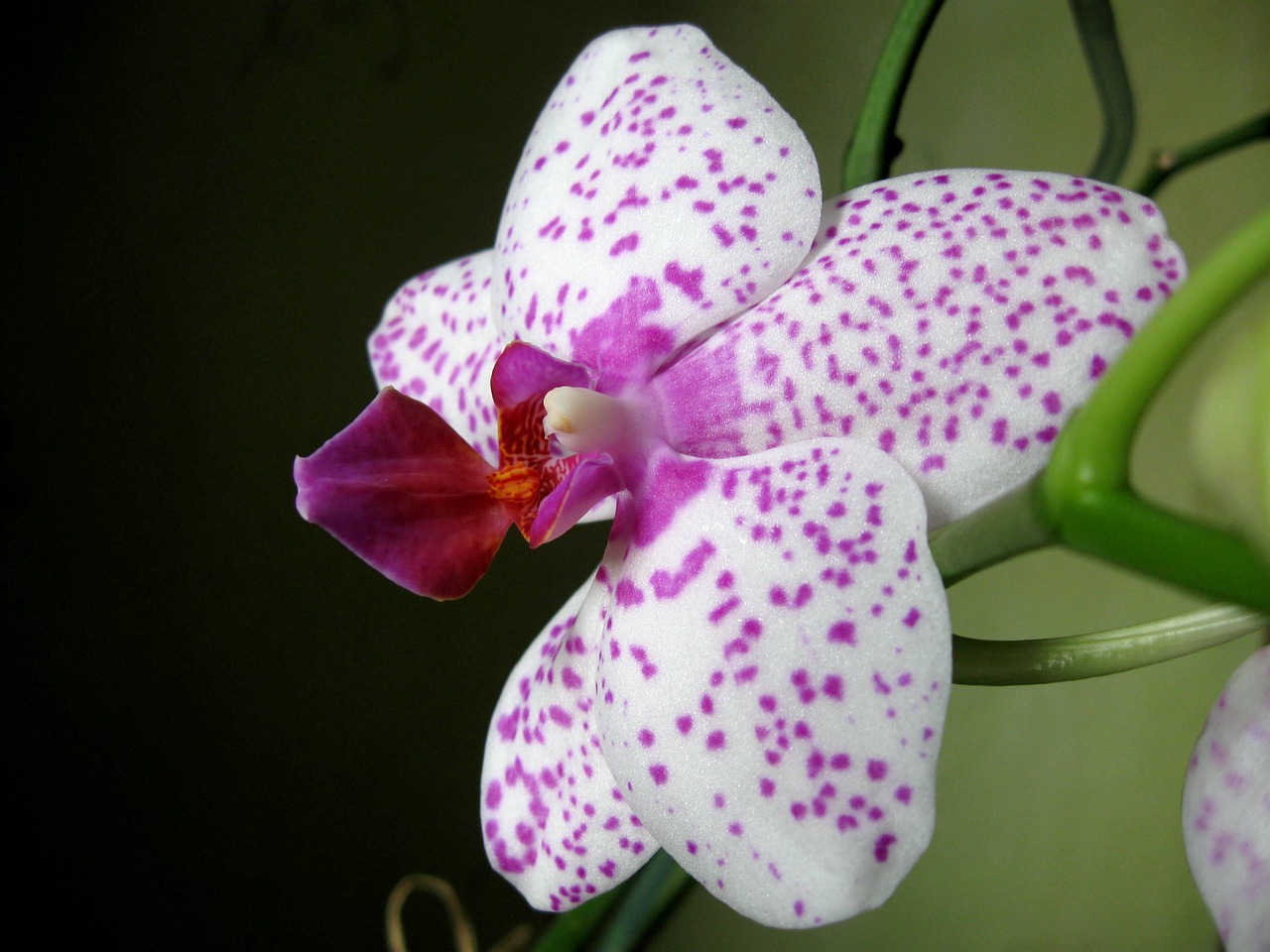 Orchidėja, Iš Arti, Rytietiška Gėlė, Žydi, Nemokamos Nuotraukos,  Nemokama Licenzija