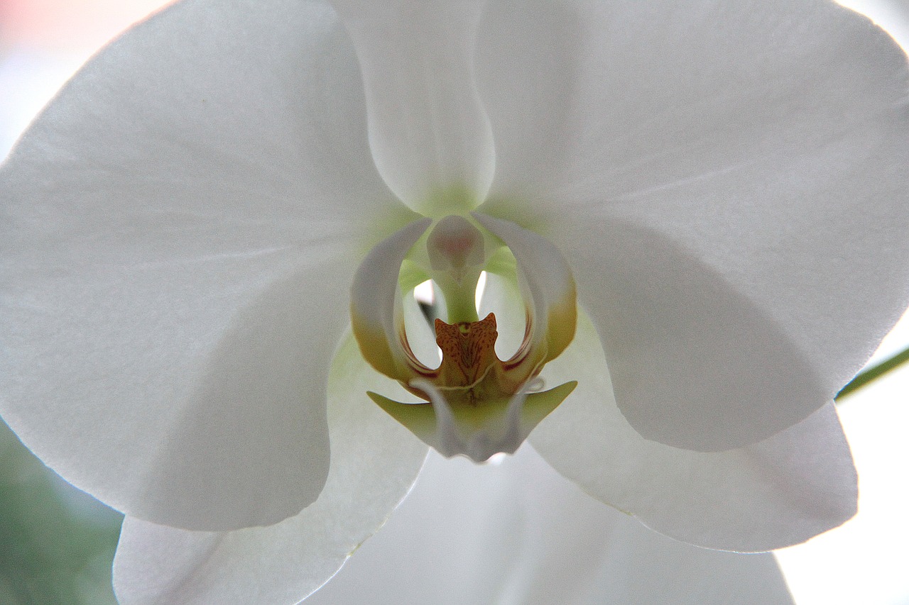 Orchidėja, Gėlė, Uždaryti, Gražus, Balta, Nemokamos Nuotraukos,  Nemokama Licenzija