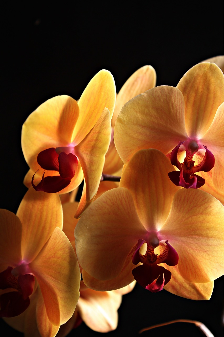 Orchidėja, Gėlės, Augalas, Uždaryti, Flora, Žiedynas, Gėlė, Geltona, Nemokamos Nuotraukos,  Nemokama Licenzija