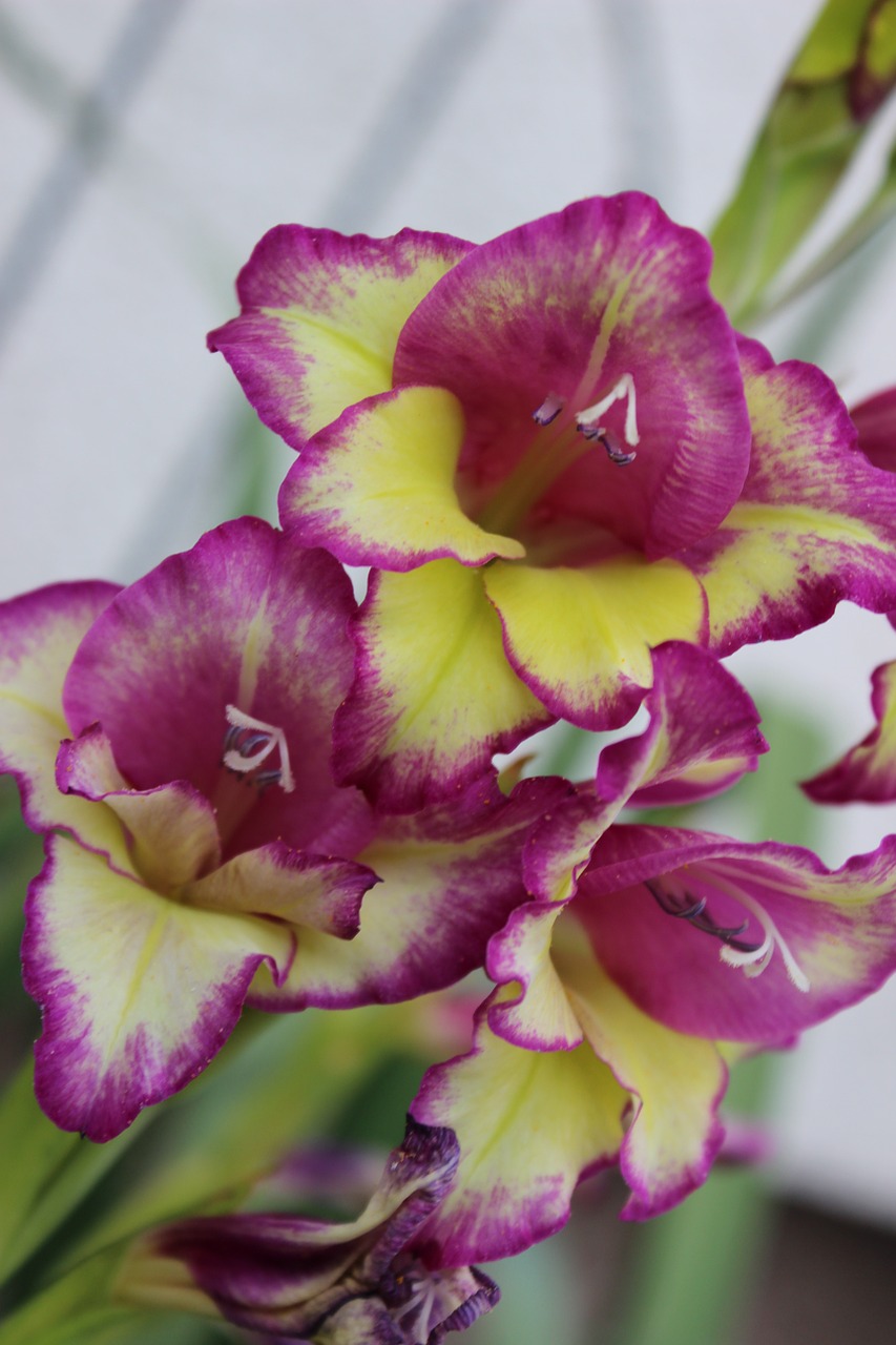 Orchidėja, Gėlė, Violetinė, Pavasaris, Nemokamos Nuotraukos,  Nemokama Licenzija