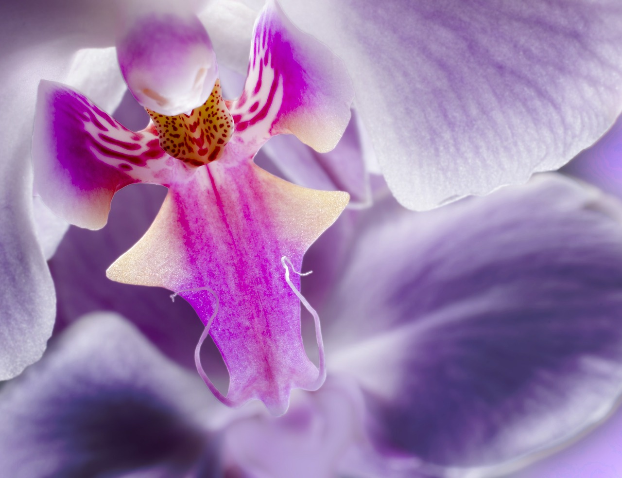 Orchidėja, Gėlė, Violetinė, Iš Arti, Makro, Nemokamos Nuotraukos,  Nemokama Licenzija