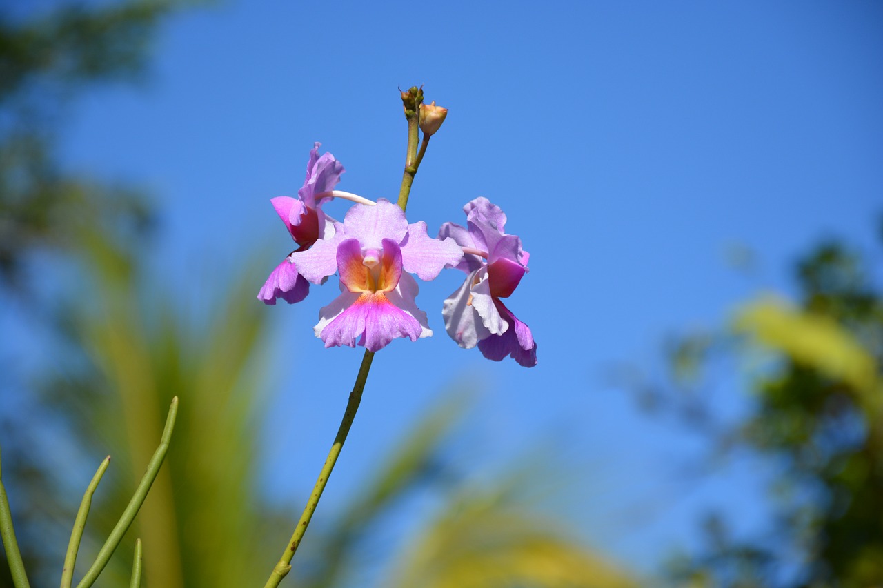 Orchidėja, Gėlė, Grožis, Gražus, Gamta, Gėlių, Žiedas, Spa, Rožinis, Augalas