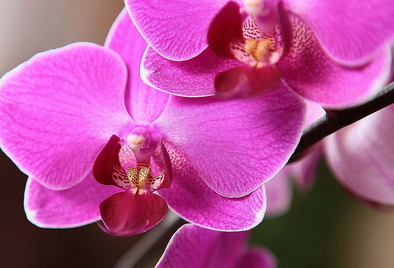 Orchidėja, Gėlė, Orchisa, Iš Arti, Žydi, Gamta, Flora, Žiedlapiai, Interjeras, Ryškumas