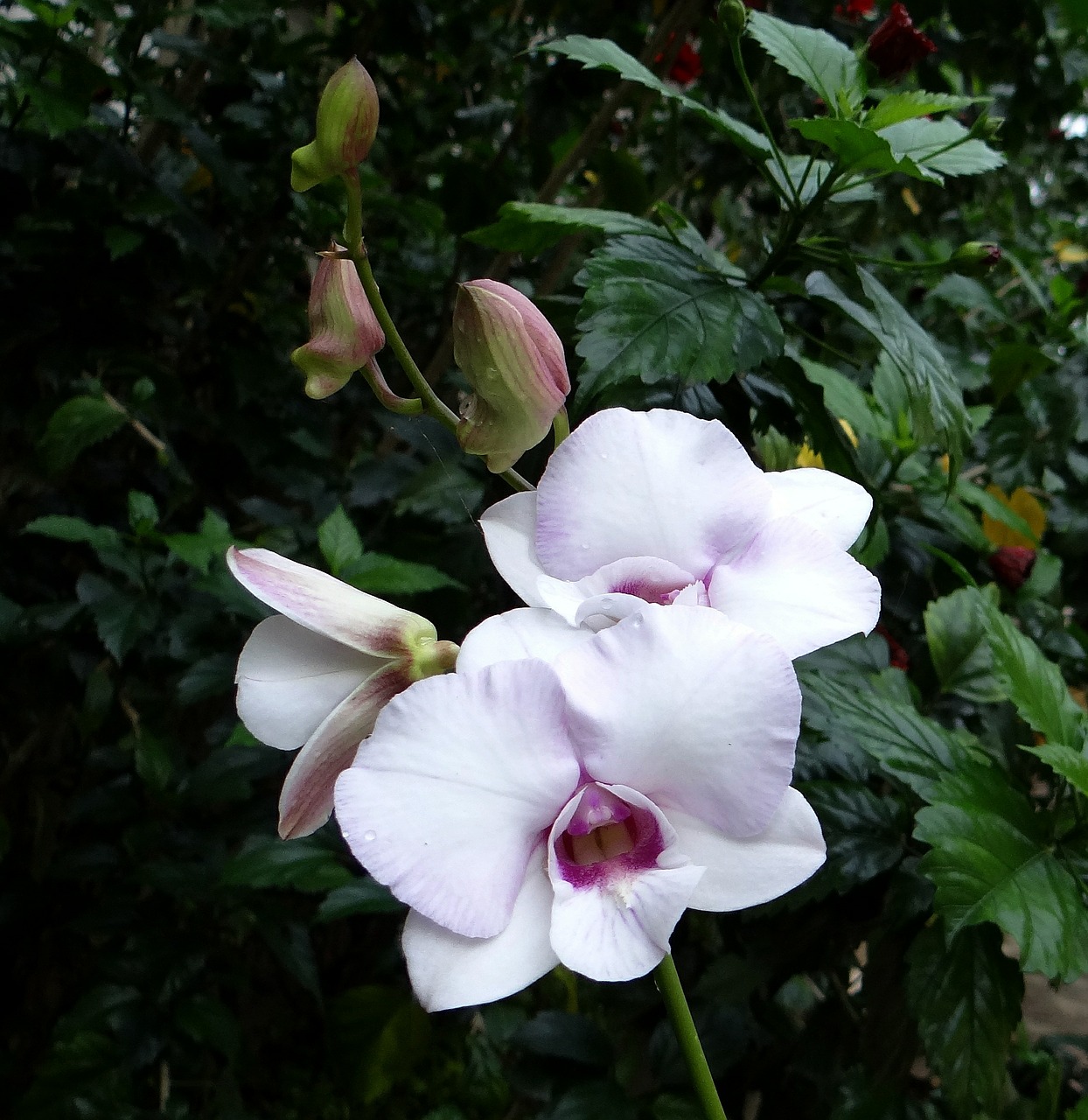 Orchidėja, Gėlė, Rožinis, Balta, Karaliaus Dendrobiumas, Dendrobium Kingianum, Orchidaceae, Callista Kingiana, Dendrocoryne Kingianum, Flora