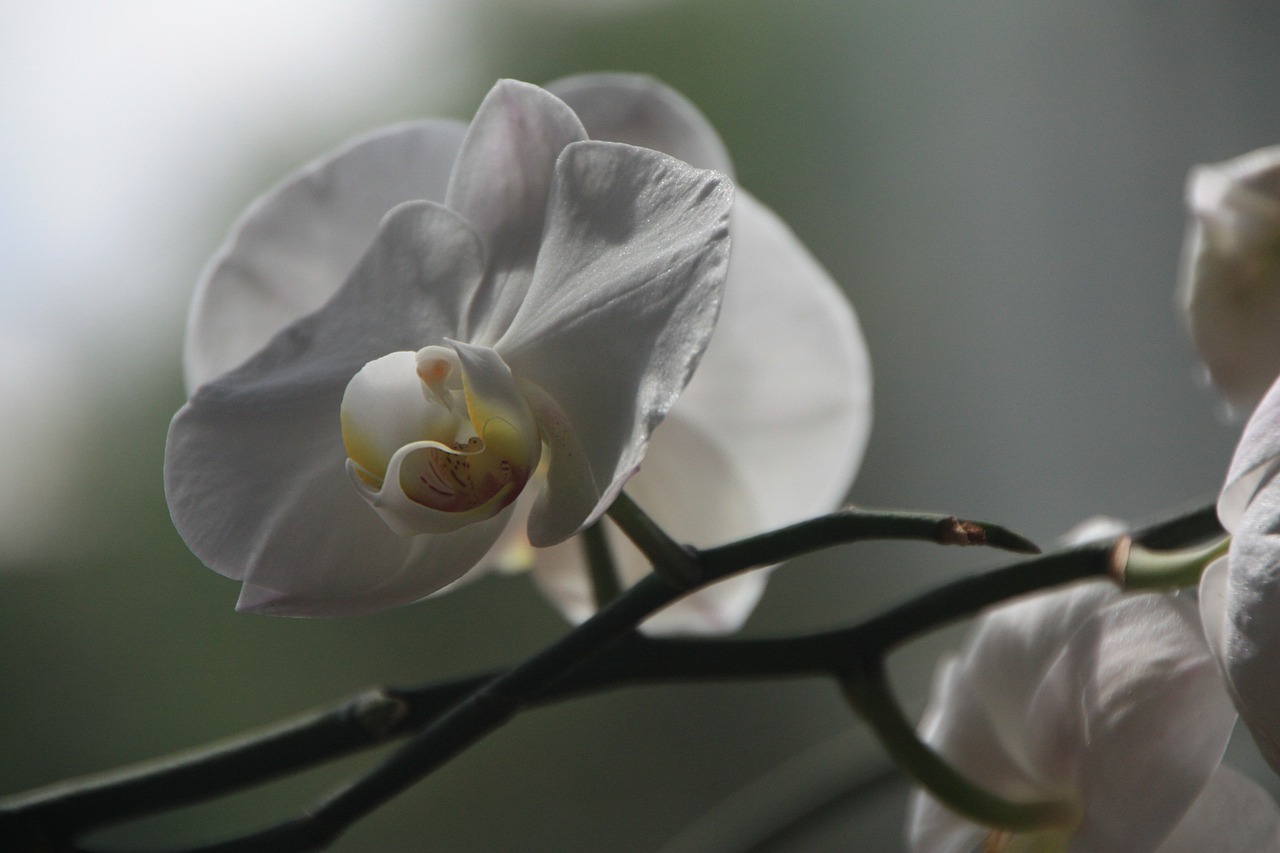 Orchidėja, Phalaenopsis, Žiedas, Žydėti, Gėlė, Augalas Baltas, Gamta, Žydėti, Nemokamos Nuotraukos,  Nemokama Licenzija