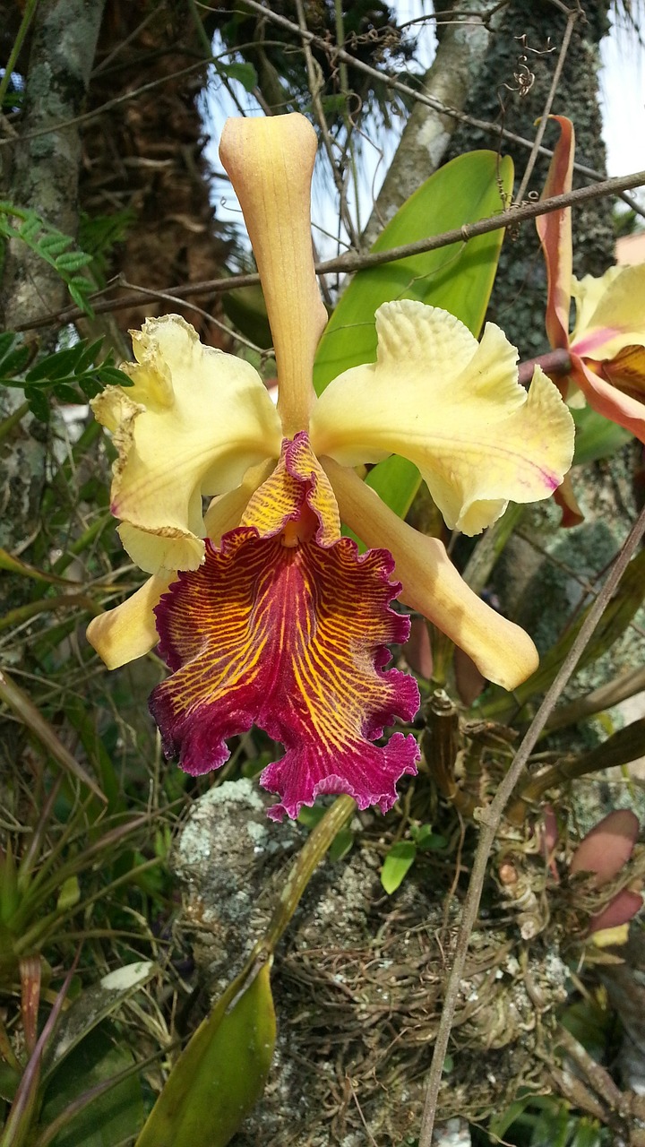 Orchidėja, Catleya, Dowiana Catleya, Guaria, Guaria Turrialba, Gėlė, Nemokamos Nuotraukos,  Nemokama Licenzija