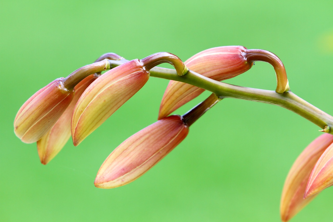 Orchidėja, Gėlių, Augalas, Natūralus, Žiedas, Žydėti, Žiedlapis, Botanikos, Ekologiškas, Stiebas