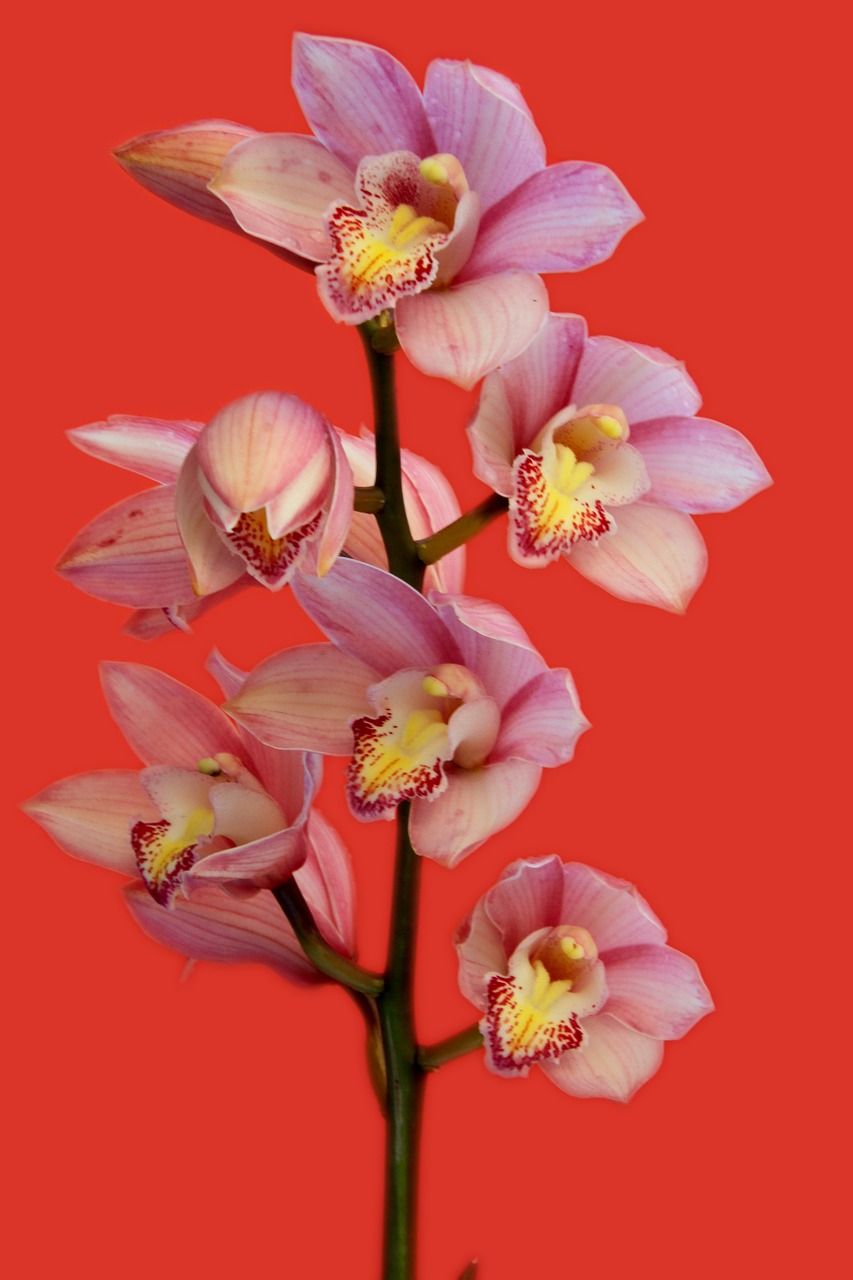 Orchidėja, Gėlės, Augalas, Rožinis, Žydėti, Raudona, Nemokamos Nuotraukos,  Nemokama Licenzija
