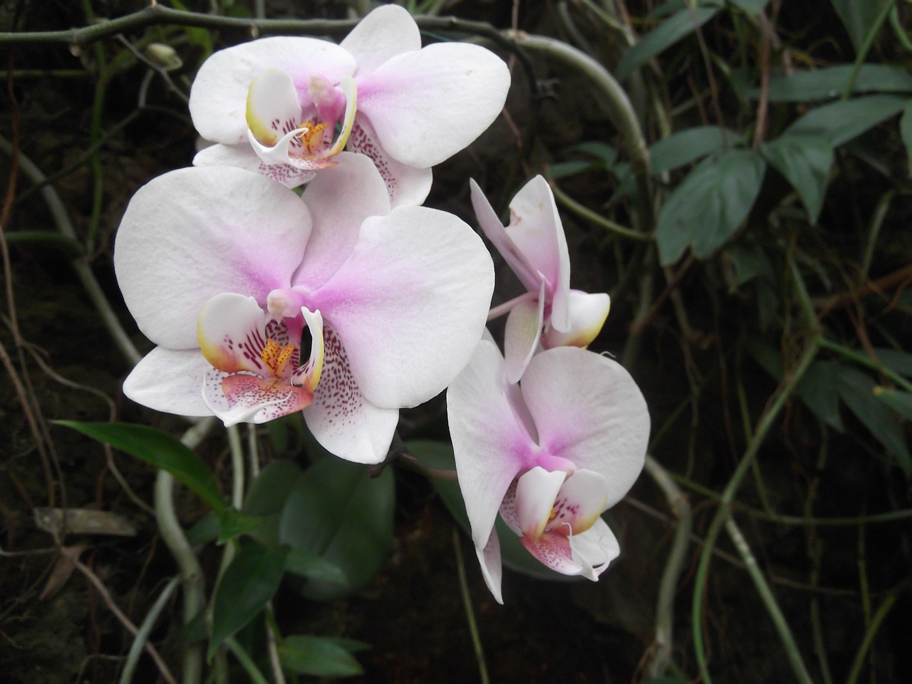 Orchidėja, Gėlė, Balta, Rožinis, Žiedas, Žiedlapis, Nemokamos Nuotraukos,  Nemokama Licenzija