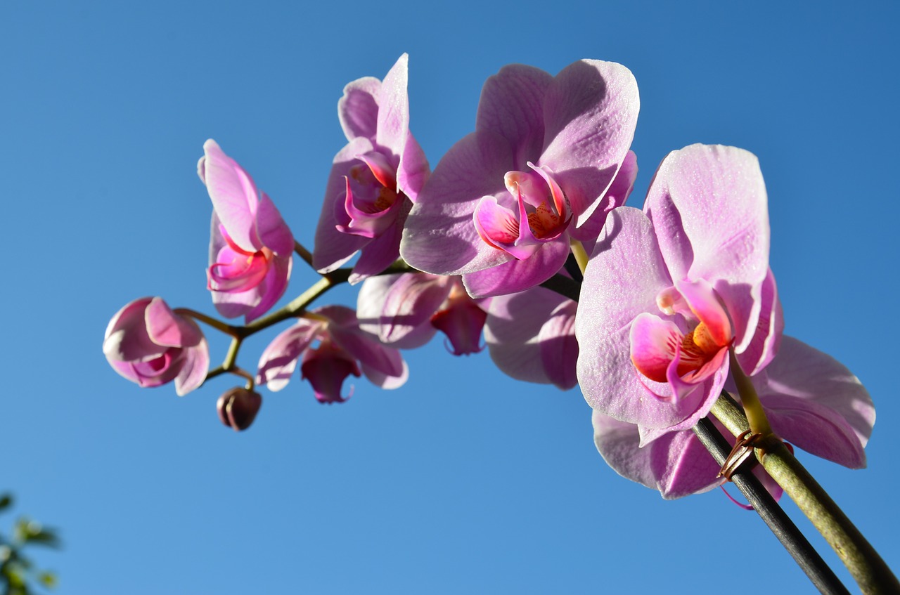 Orchidėja, Gėlė, Pavasaris, Violetinė, Rožinis, Nemokamos Nuotraukos,  Nemokama Licenzija