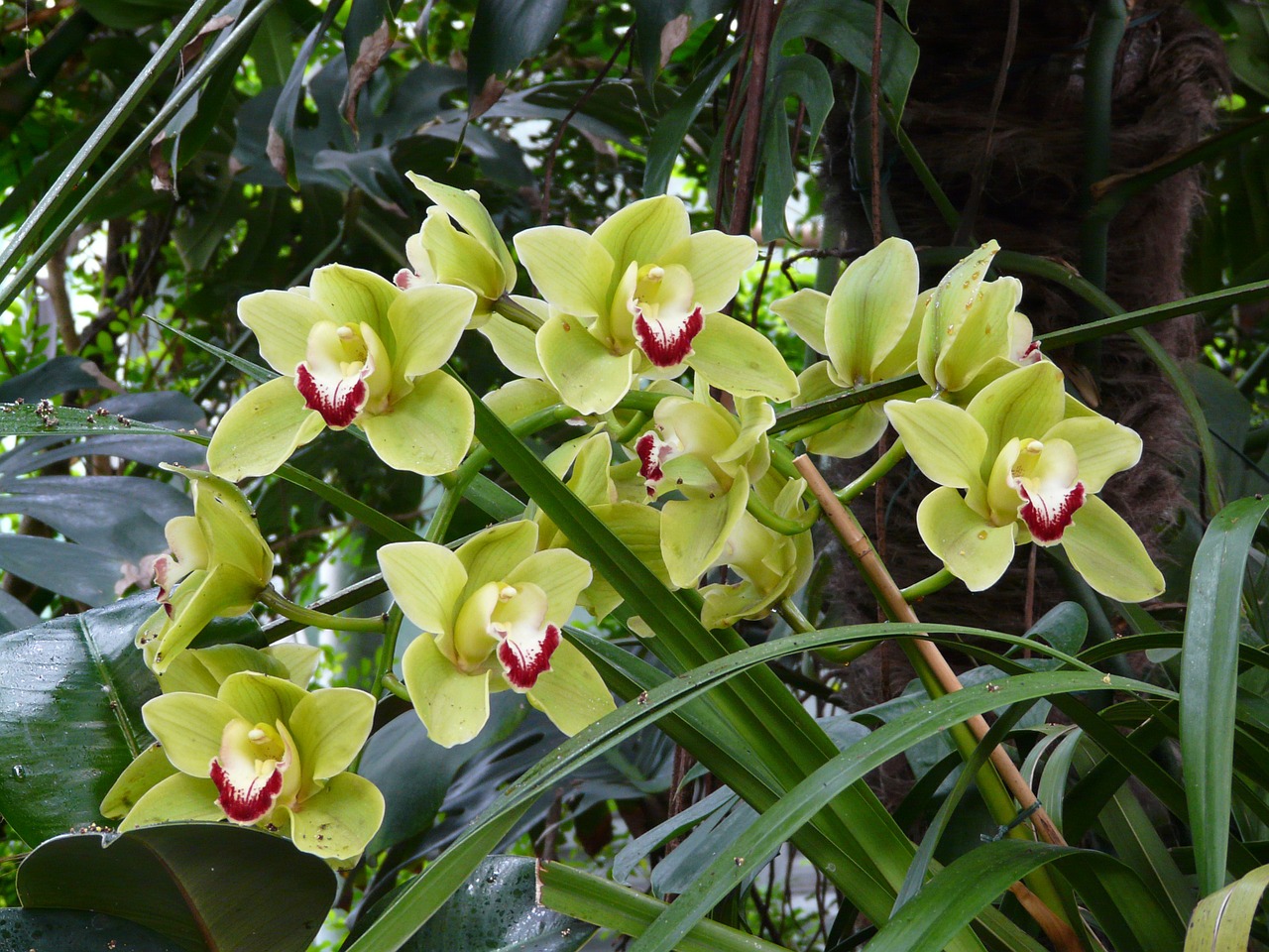 Orchidėja, Gėlė, Žydėti, Atogrąžų, Egzotiškas, Geltona Žalia, Geltona, Žalias, Žalsvos Spalvos, Cymbidium