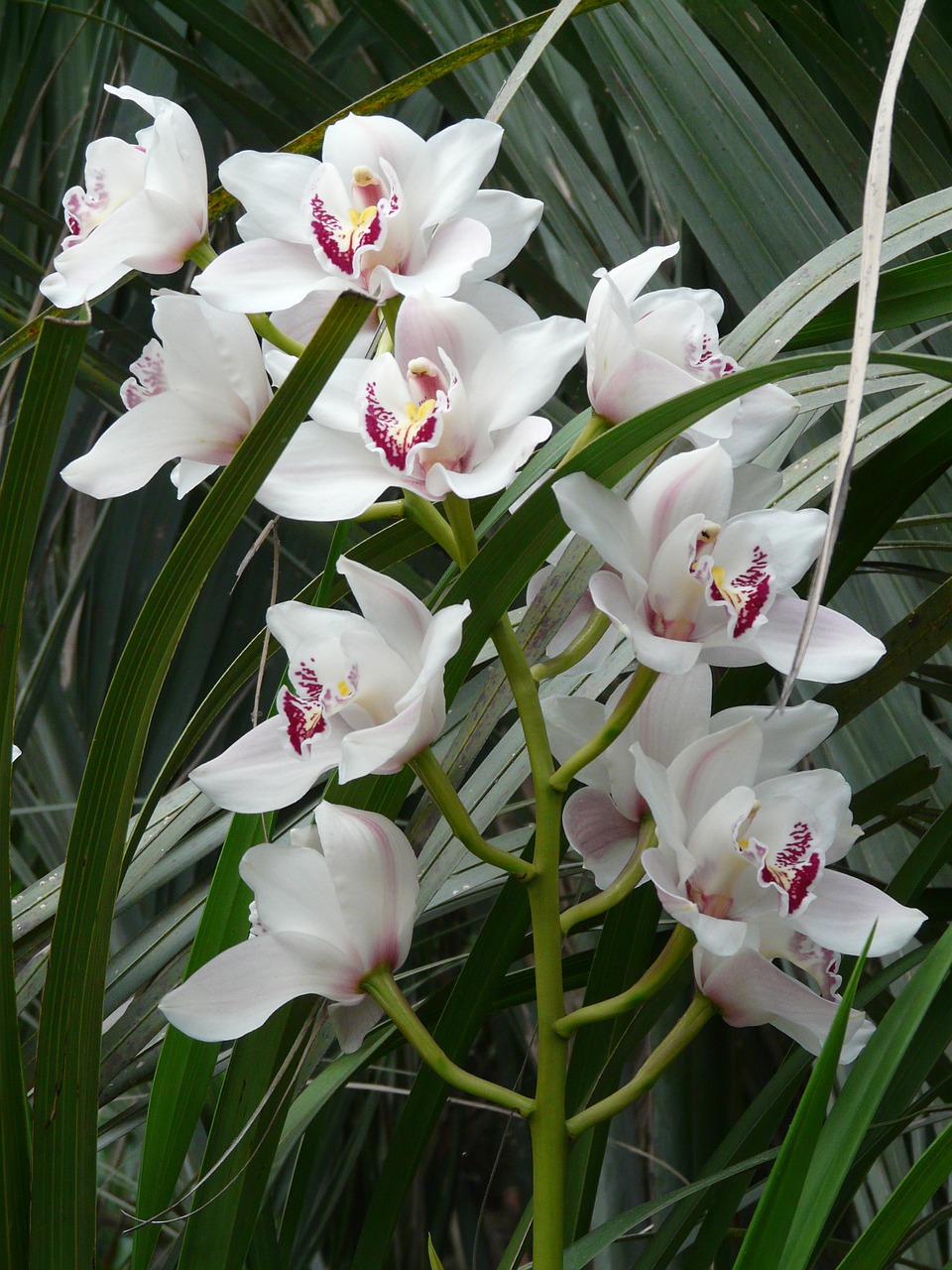 Orchidėja, Balta, Gėlė, Žiedas, Žydėti, Augalas, Atogrąžų, Egzotiškas, Nemokamos Nuotraukos,  Nemokama Licenzija
