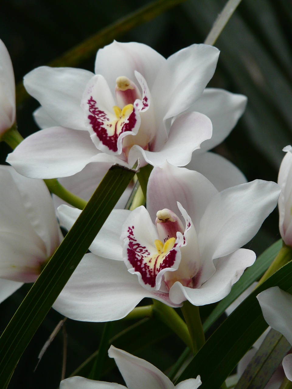 Orchidėja, Balta, Gėlė, Žiedas, Žydėti, Augalas, Atogrąžų, Egzotiškas, Nemokamos Nuotraukos,  Nemokama Licenzija