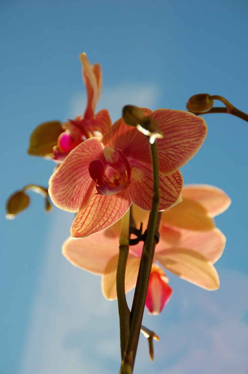 Orchidėja, Rožinis, Gėlė, Budas, Hibridas, Flora, Gėlių, Dangus, Mėlynas, Nemokamos Nuotraukos
