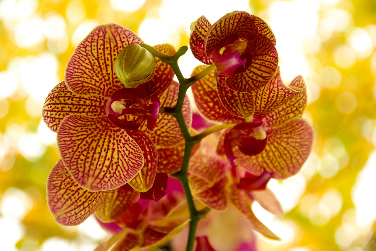 Orchidėja, Gėlė, Žydėjimas, Nemokamos Nuotraukos,  Nemokama Licenzija