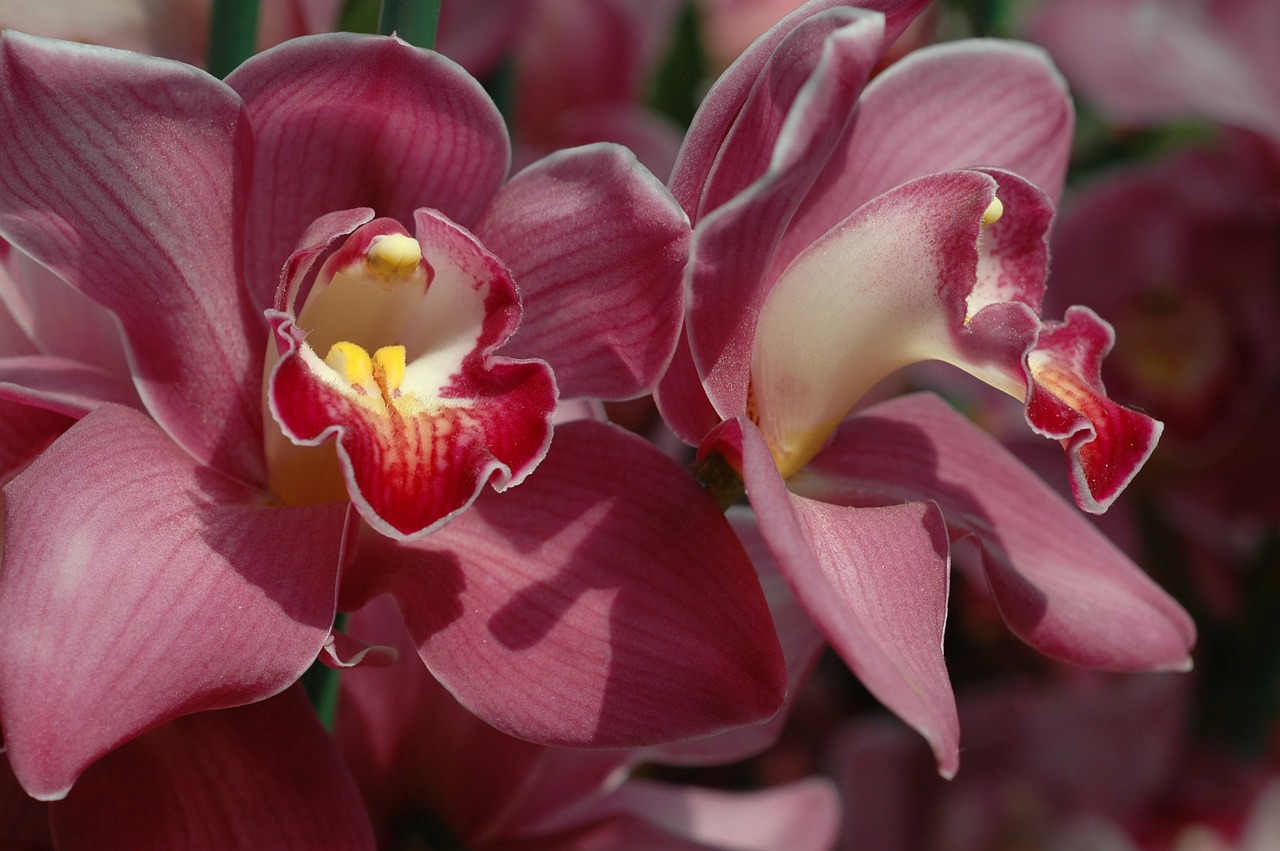 Orchidėja, Gėlė, Žydėti, Raudona, Orchidaceae, Singapūras, Nemokamos Nuotraukos,  Nemokama Licenzija