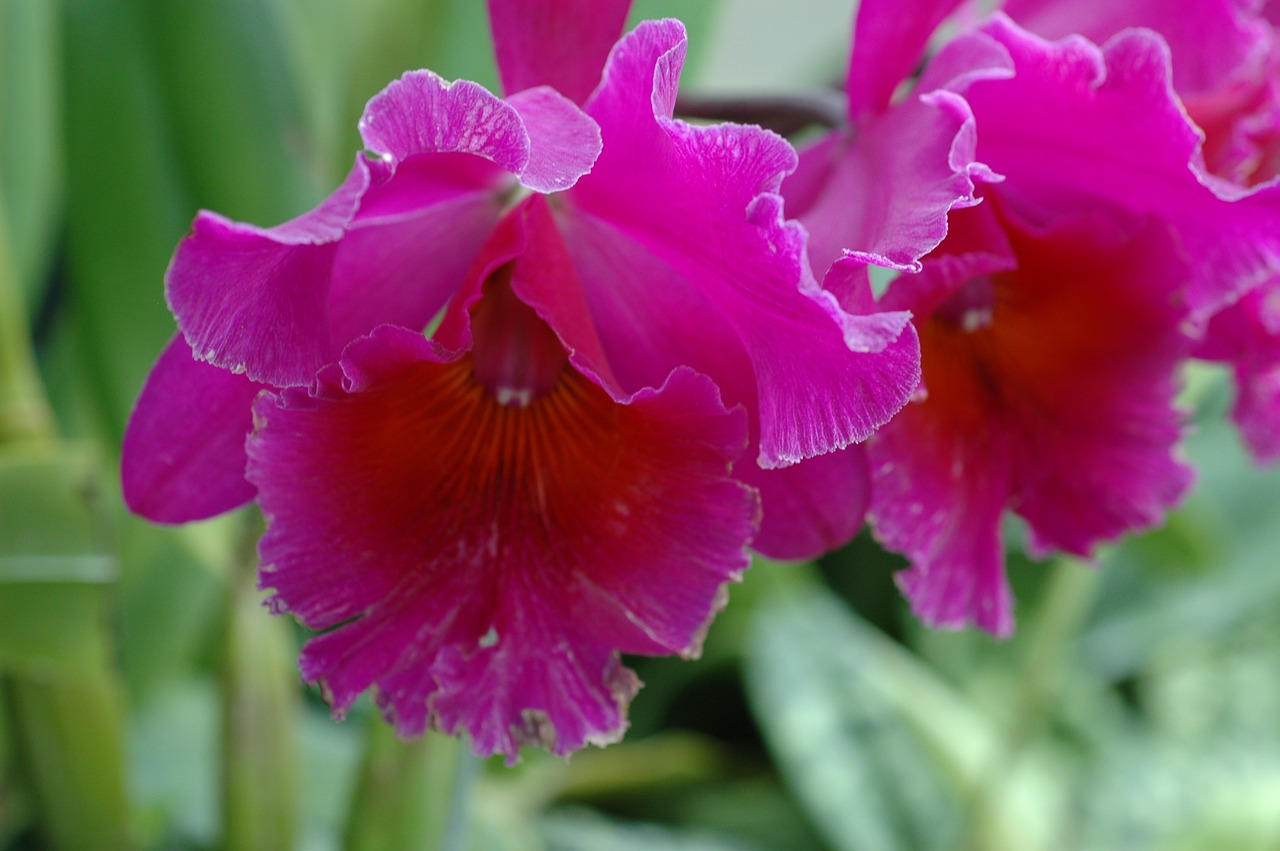 Orchidėja, Gėlė, Augalas, Nemokamos Nuotraukos,  Nemokama Licenzija