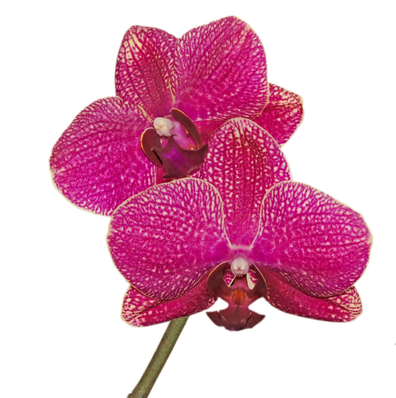 Orchidėja, Phalaenopsis, Žiedas, Žydėti, Violetinė, Gėlės, Žydėti, Flora, Phalaenopsis Orchidėja, Augalas