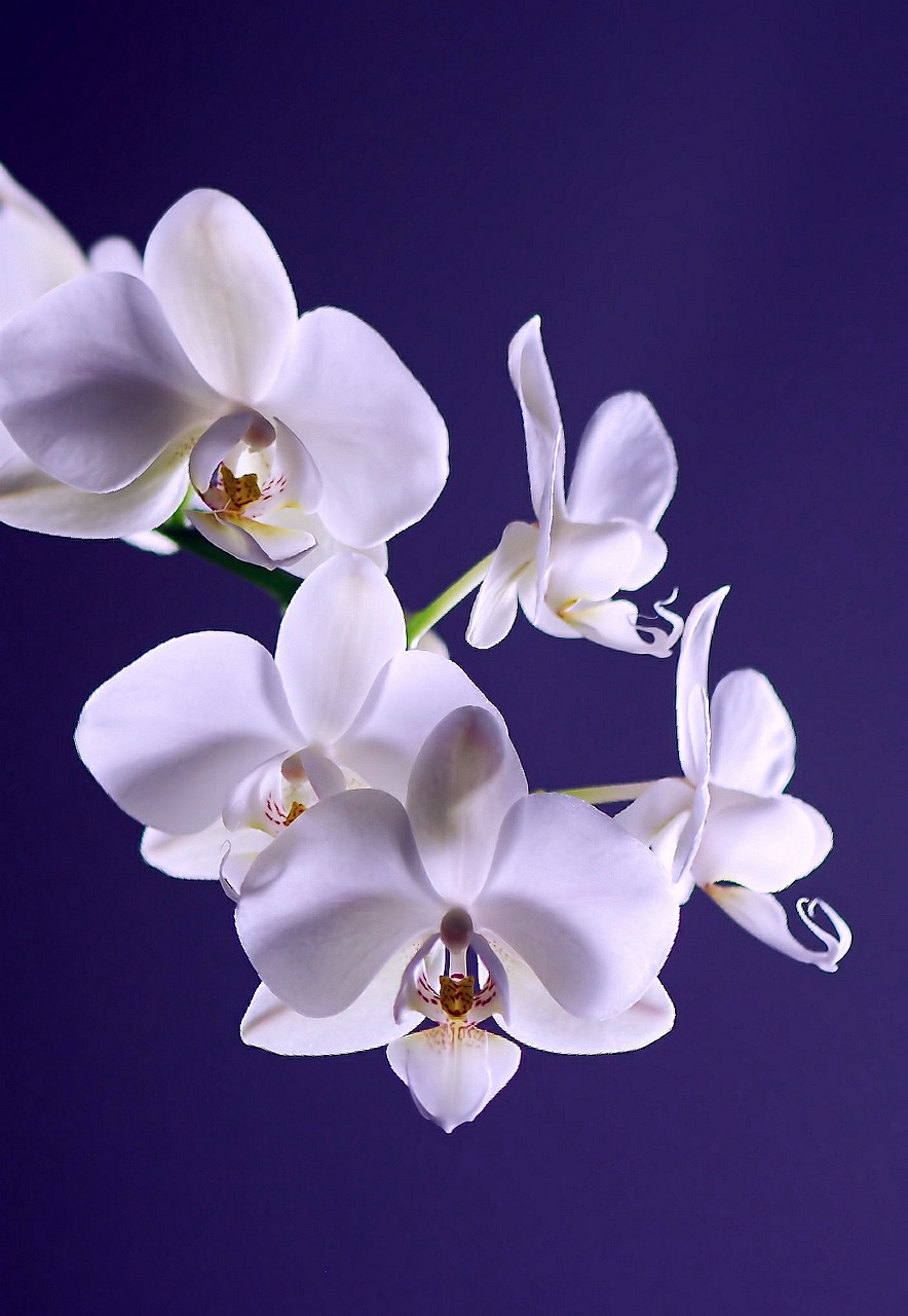 Orchidėja, Gėlė, Augalas, Egzotiškas, Balta, Atogrąžų, Phalaenopsis, Žiedas, Žydėti, Spalva