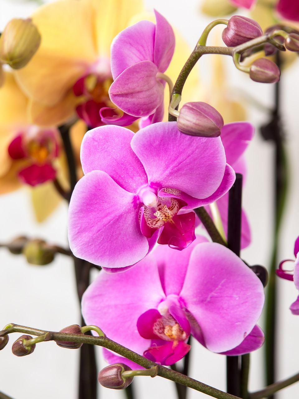 Orchidėja, Phalaenopsis, Drugelis Orchidėja, Atogrąžų, Rožinis, Žiedas, Žydėti, Augalas, Balta, Žydėti