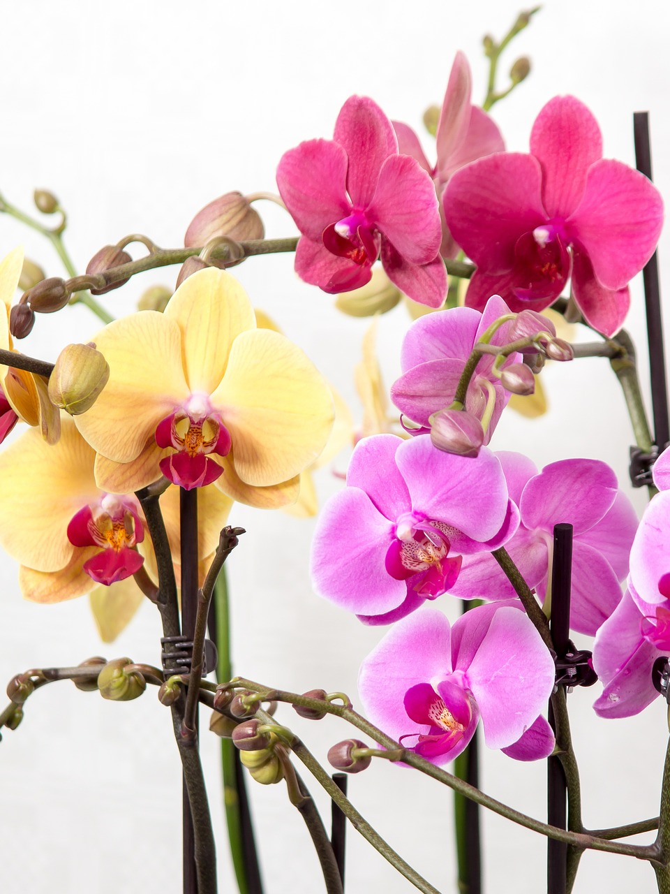 Orchidėja, Phalaenopsis, Drugelis Orchidėja, Atogrąžų, Rožinis, Žiedas, Žydėti, Augalas, Balta, Žydėti