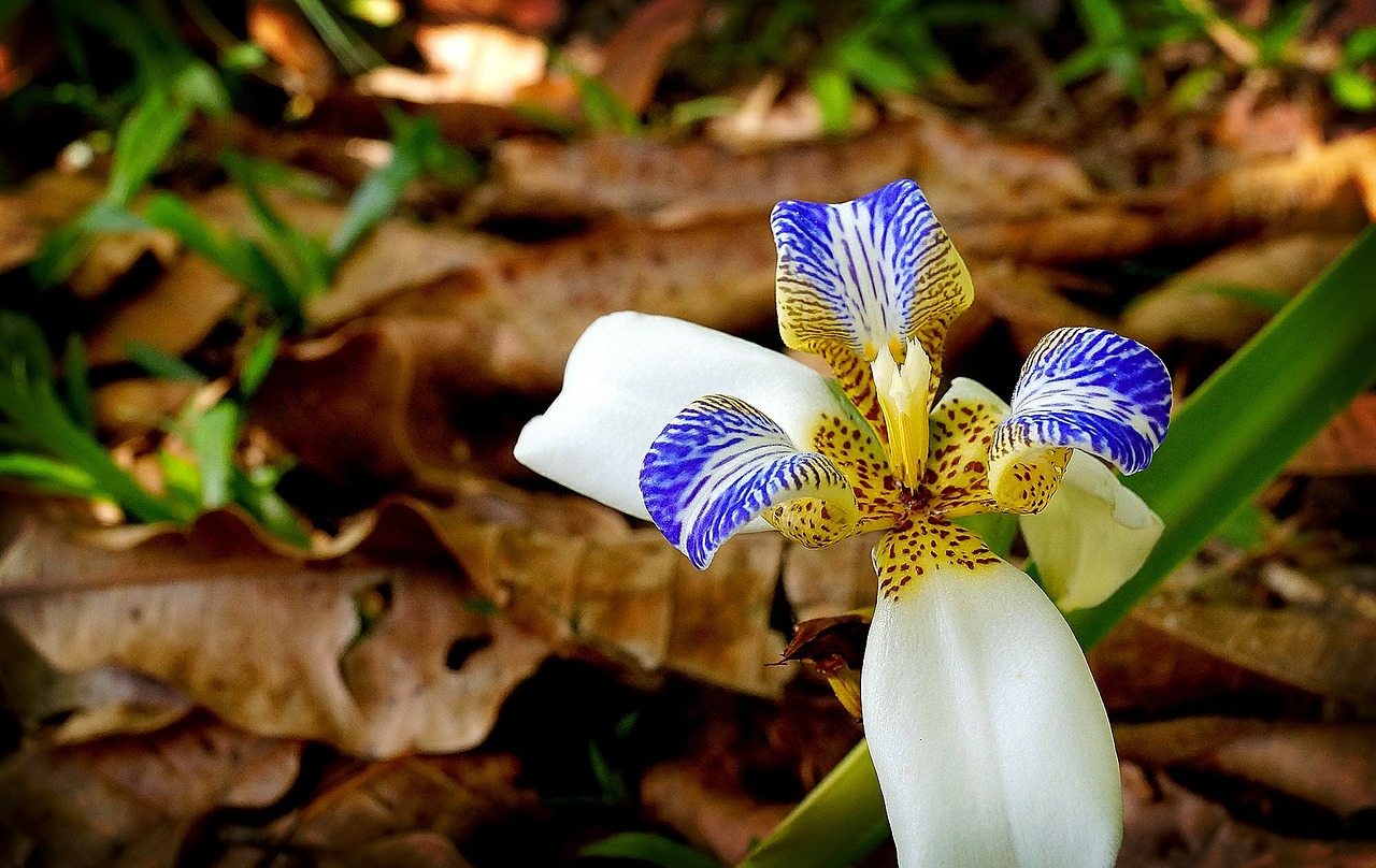 Orchidėja, Gėlė, Sodas, Egzotinis Augalas, Nemokamos Nuotraukos,  Nemokama Licenzija