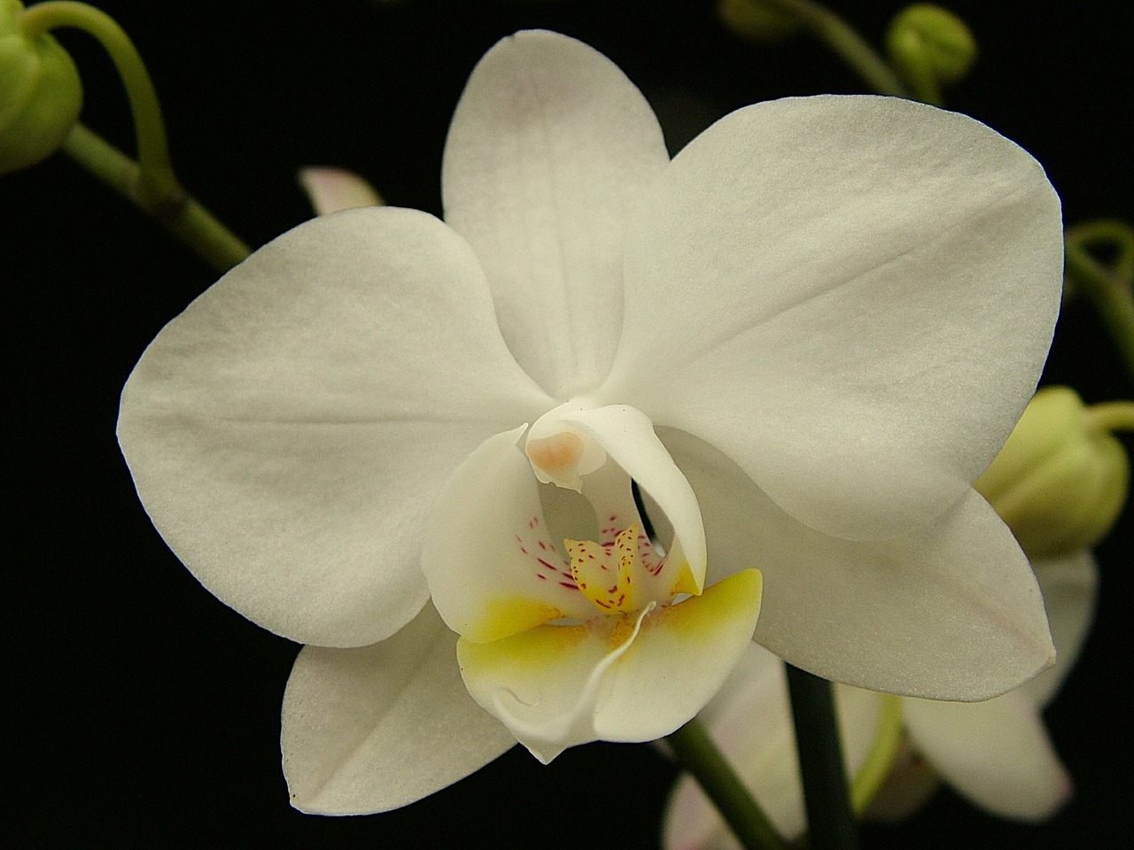 Orchidėja, Phalaenopsis, Balta, Gėlė, Žiedlapis, Atogrąžų, Žiedas, Gamta, Žydėti, Augalas