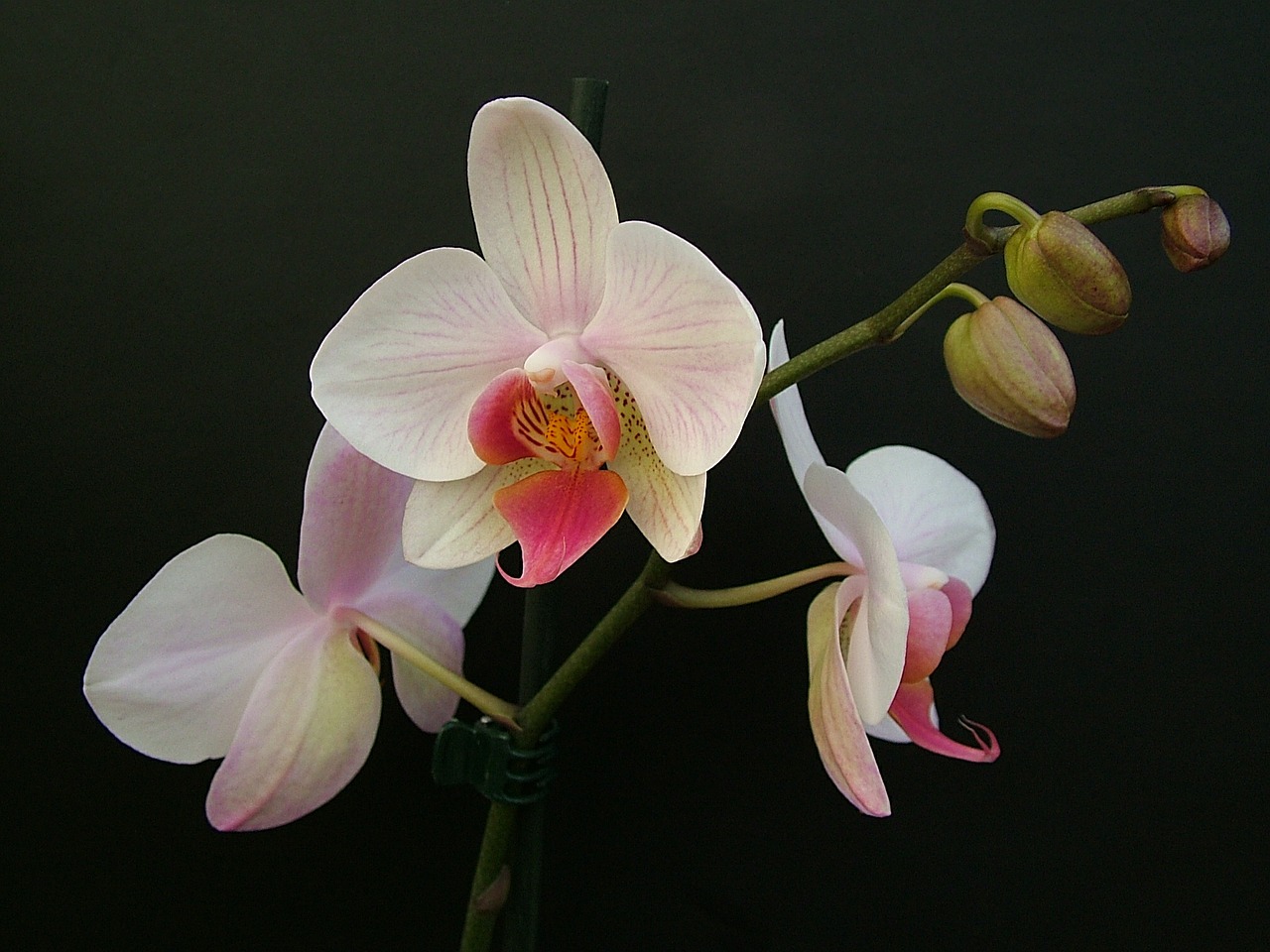 Orchidėja, Phalaenopsis, Gėlė, Žiedlapis, Atogrąžų, Žiedas, Gamta, Žydėti, Balta, Augalas
