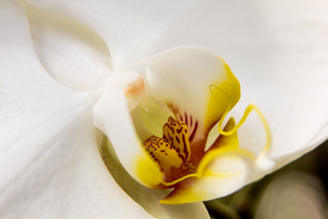 Orchidėja, Balta, Phalaenopsis, Gėlė, Drugelis Orchidėja, Žiedas, Žydėti, Augalas, Žydėti, Karalienė Gėlių