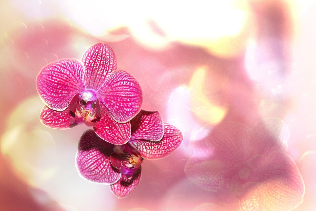 Orchidėja, Bokeh, Gėlė, Žiedas, Žydėti, Augalas, Uždaryti, Nemokamos Nuotraukos,  Nemokama Licenzija