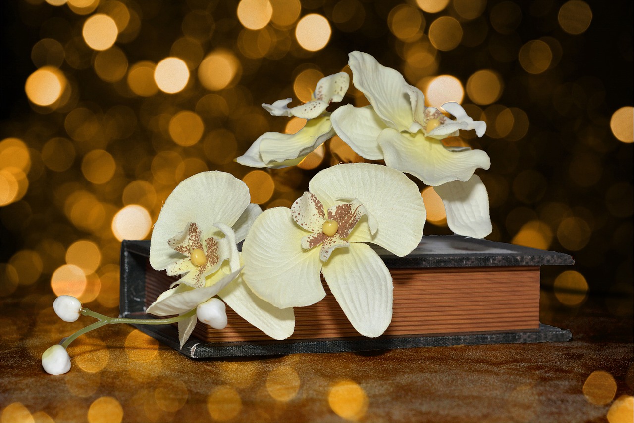 Orchidėja, Gėlės, Gėlė, Augalas, Balta, Knyga, Bokeh, Nemokamos Nuotraukos,  Nemokama Licenzija
