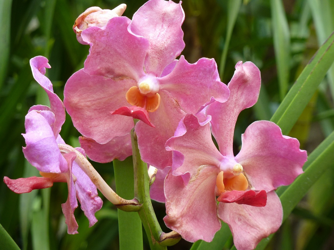 Orchidėja, Rožinis, Žiedas, Žydėti, Augalas, Uždaryti, Rožinė Gėlė, Nemokamos Nuotraukos,  Nemokama Licenzija