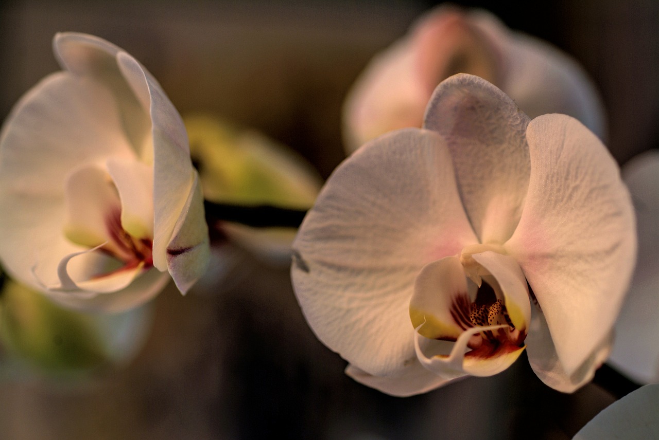 Orchidėja, Gėlė, Phanelopsis, Gamta, Orchidaceae, Nemokamos Nuotraukos,  Nemokama Licenzija