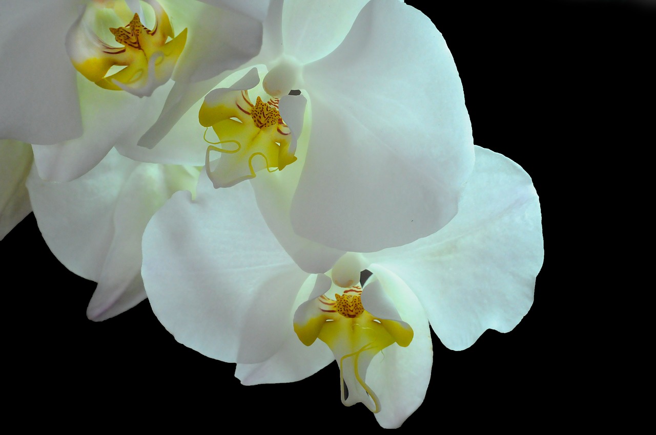 Orchidėja, Phanelopsis, Gėlė, Balta, Širdis, Flora, Nemokamos Nuotraukos,  Nemokama Licenzija