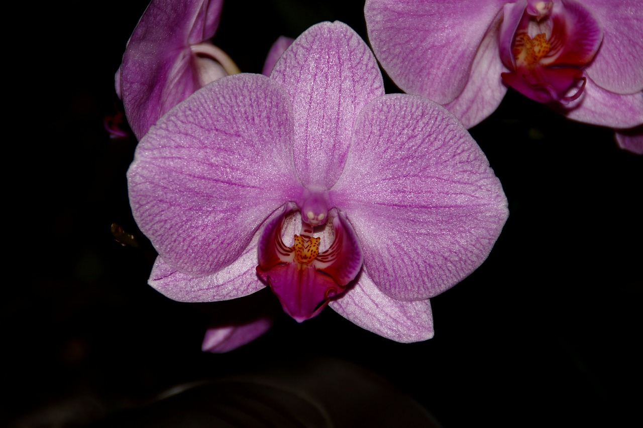 Orchidėja, Rožinis, Violetinė, Phalaenopsis, Dažymas, Atogrąžų, Gražus, Raudona, Gėlė, Egzotiškas
