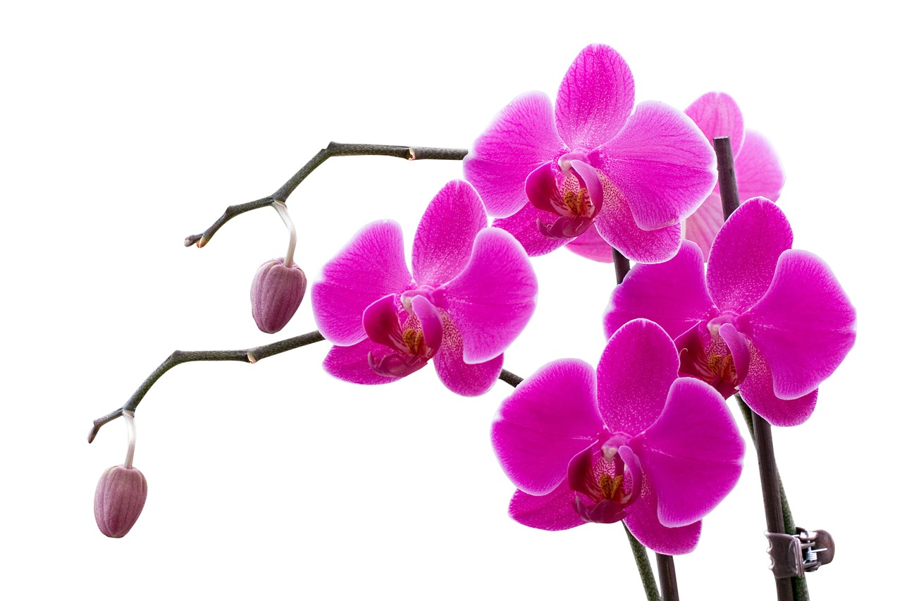 Orchidėja, Sprigas, Gėlė, Rožinis, Nemokamos Nuotraukos,  Nemokama Licenzija