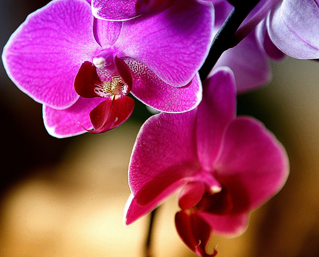 Orchidėja, Orchisa, Gėlė, Žydi, Gėlių Kambarys, Gamta, Flora, Augalas, Dekoratyvinis, Iš Arti