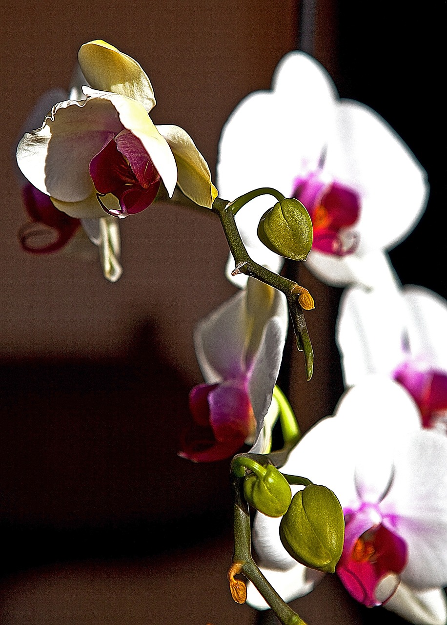 Orchidėja, Gėlių Pumpurai, Orchisa, Gėlė, Gamta, Flora, Žydi, Gėlių Žiedlapiai, Rytietiška Gėlė, Augalas
