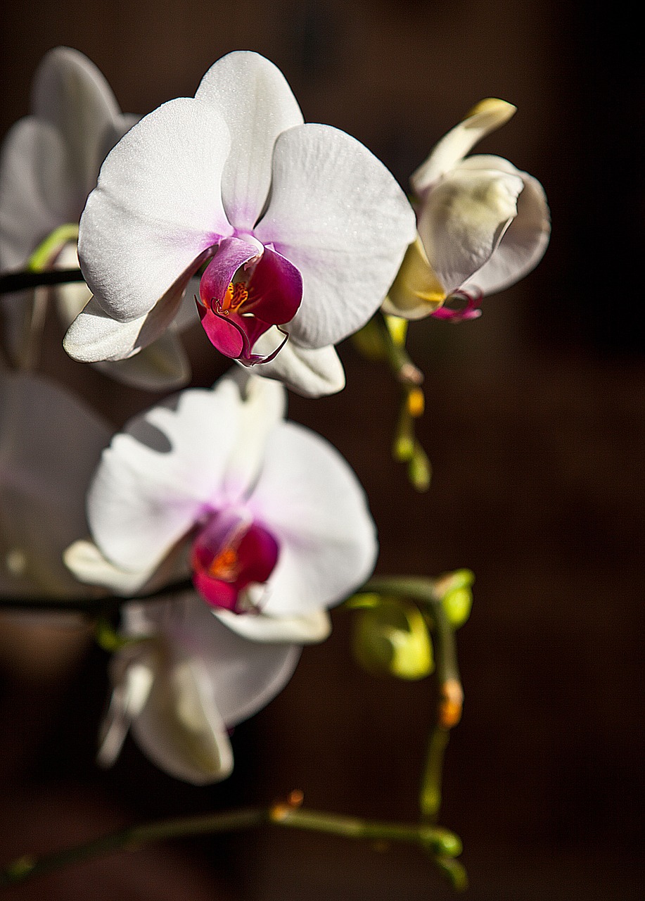 Orchidėja, Orchisa, Gėlė, Žydi, Gėlių Pumpurai, Stiebas, Balta, Iš Arti, Gamta, Flora