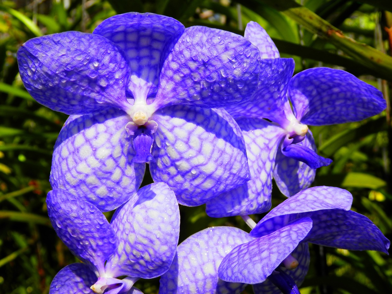 Orchidėja, Gėlės, Mėlyna Violetinė Gėlė, Nemokamos Nuotraukos,  Nemokama Licenzija