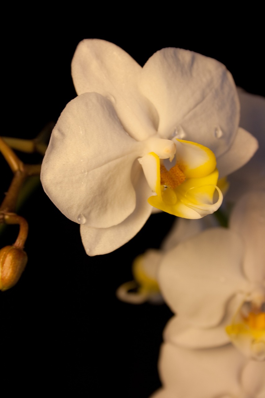 Orchidėja, Balta, Žiedas, Žydėti, Gėlė, Uždaryti, Augalas, Gamta, Kambarinis Augalas, Makro