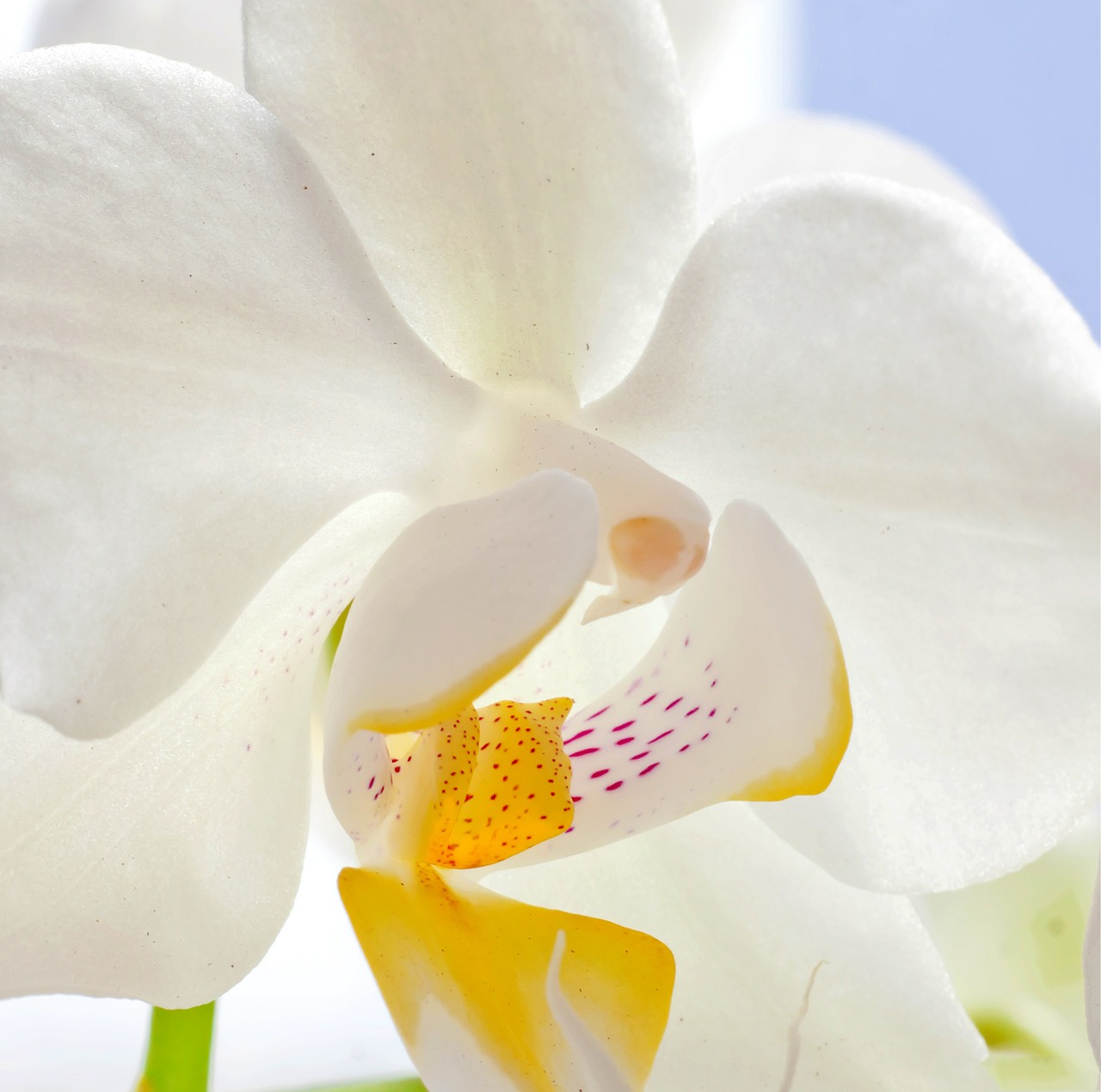Orchidėja, Makro, Drugelis Orchidėja, Žiedas, Žydėti, Gėlė, Augalas, Balta, Gamta, Flora