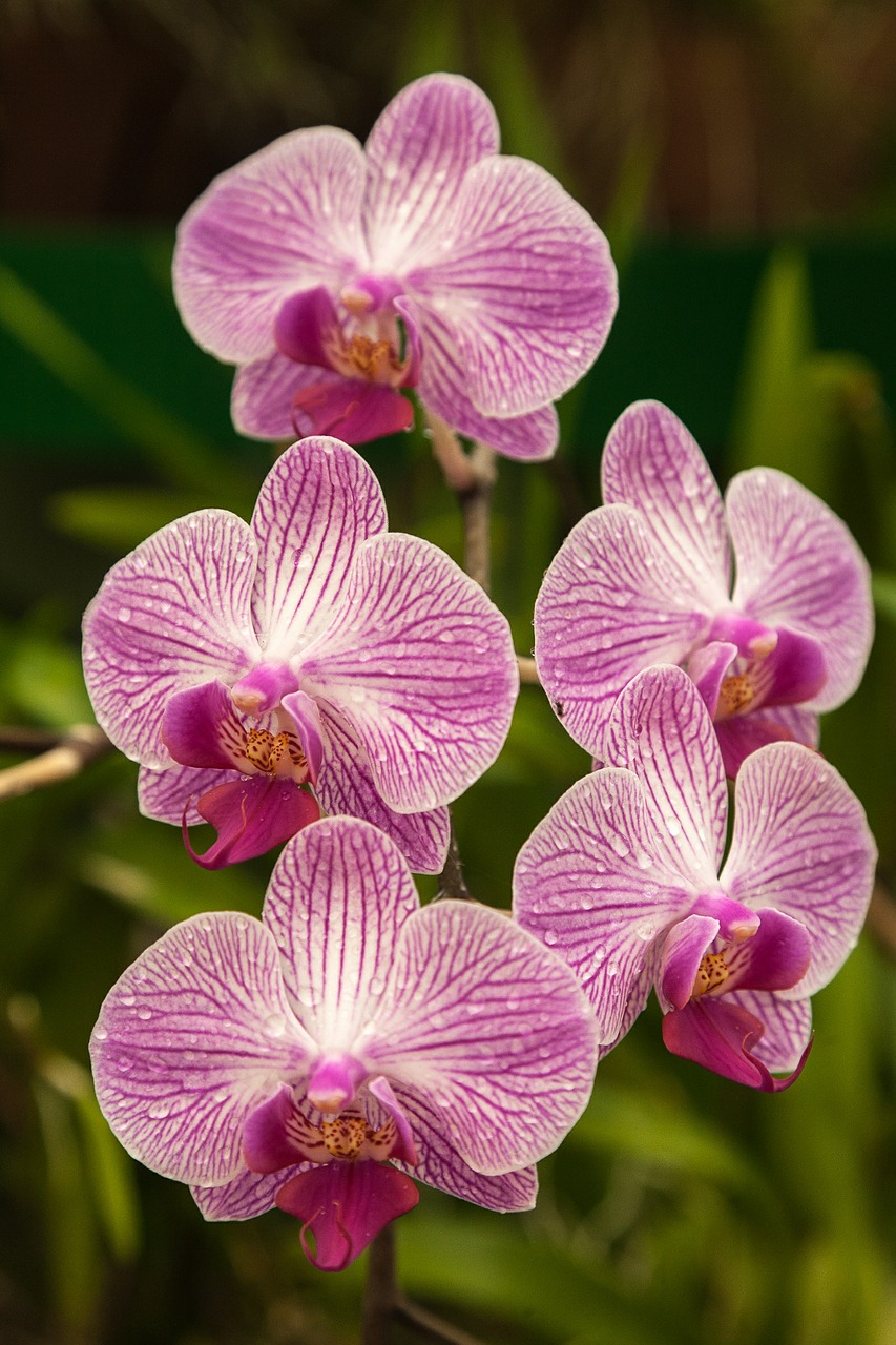 Orchidėja, Gėlė, Gamta, Nemokamos Nuotraukos,  Nemokama Licenzija