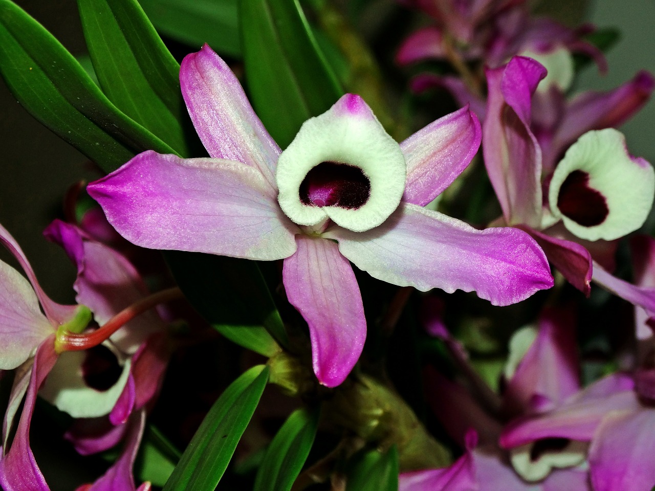 Orchidėja, Gėlė, Violetinė Orchidėja, Nemokamos Nuotraukos,  Nemokama Licenzija