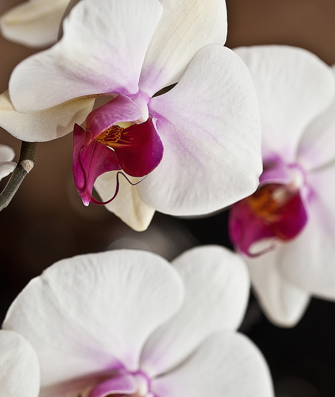 Orchidėja, Orchisa, Balta Gėlė, Gėlė, Gėlių Kambarys, Flora, Gėlių Žiedlapiai, Žydėjimas, Violetinė, Makro