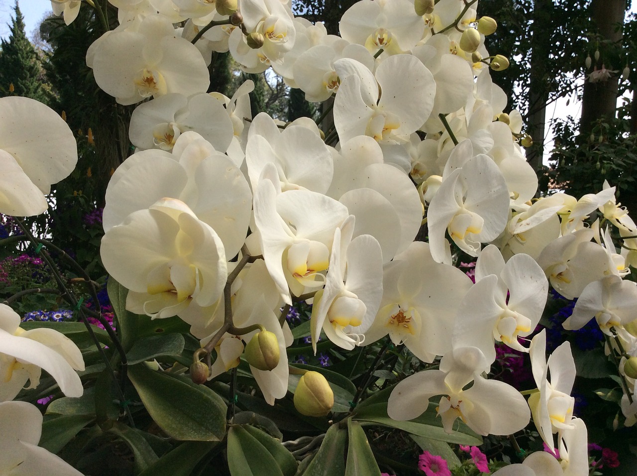 Orchidėja, Gėlė, Tailandas, Balta, Žiedas, Gamta, Gėlių, Žydėti, Augalas, Nemokamos Nuotraukos